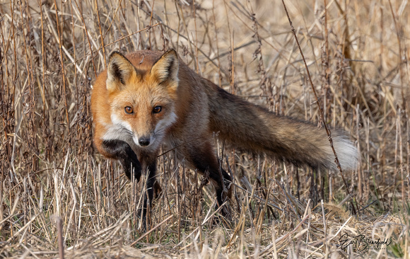 #3087 - Red Fox