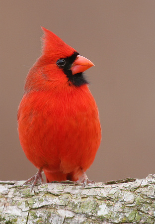 #2 Male Cardinal