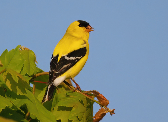 #21 Goldfinch