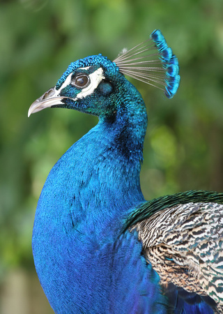 #85 Peacock's Profile