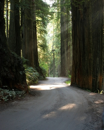 #137 Dodging Redwoods