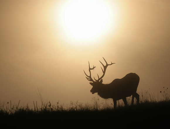 #183 - Elk at Sunrise 3