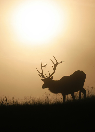 #183 Elk at Sunrise 2