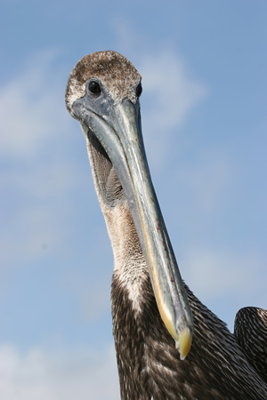 #181 Brown Pelican