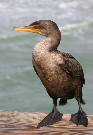 #191 Double Crested Cormorant
