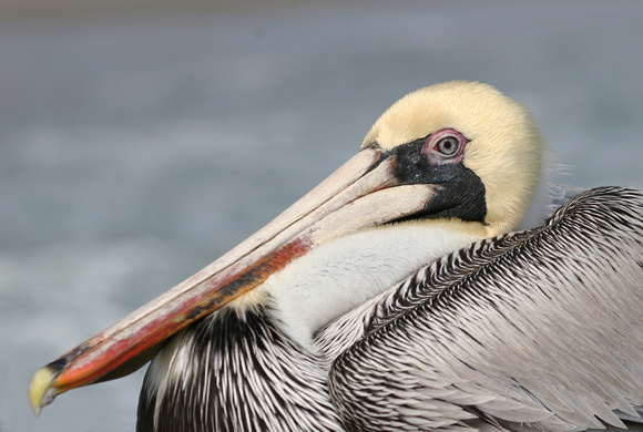 #203 Profile of a Pelican