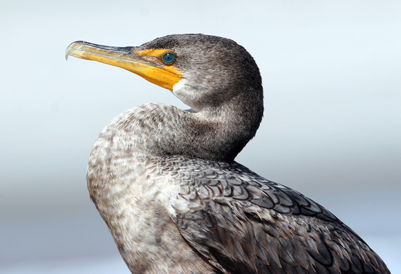 #208 Profile of a Cormorant