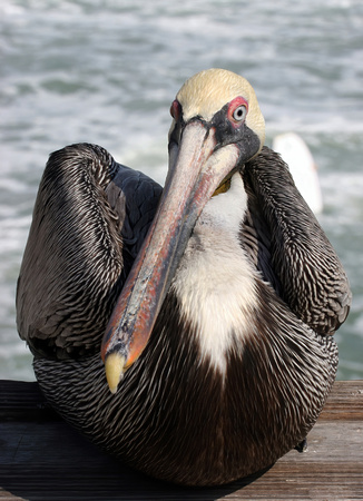 #201 Brown Pelican
