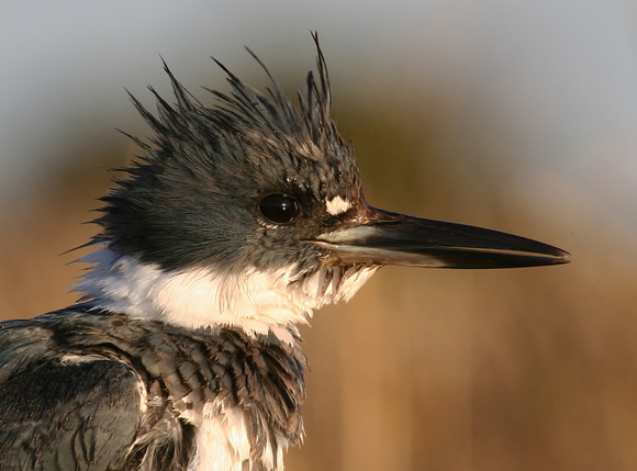#260 Belted Kingfisher