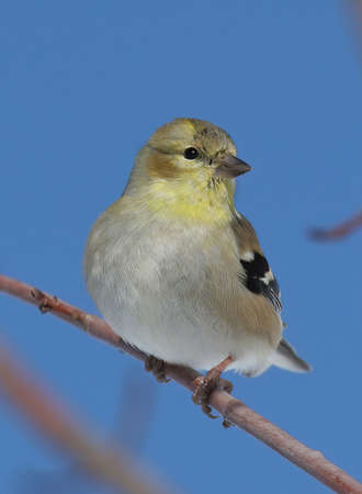 #268 Spring Goldfinch