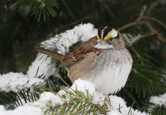 #273 - White Throated Sparrow