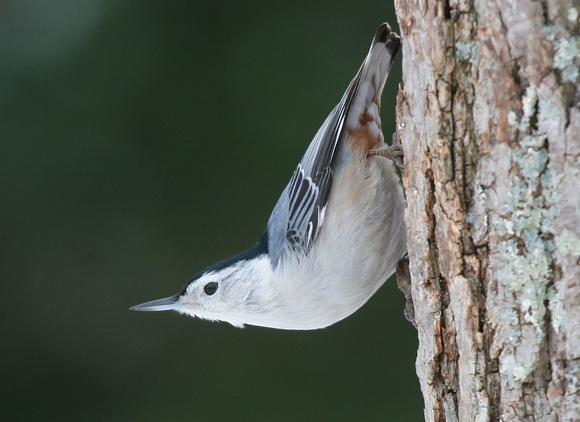 #279 - Whitebreasted Nuthatch