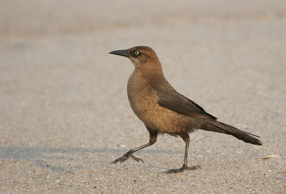 #393 Female Boat-tailed Grackle