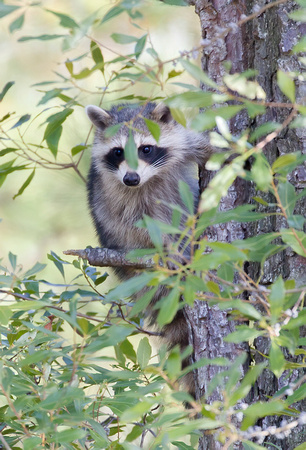 #462 - Raccoon
