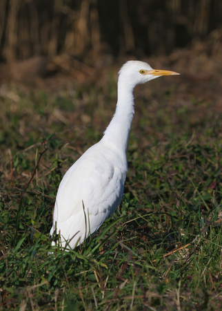 #488 Cattle Egret