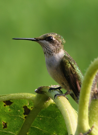 #519 Hummingbird 3