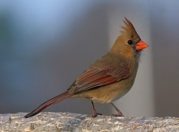 #535 Lady Red Bird