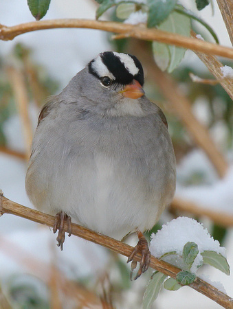 #549 White-Crowned Sparrow