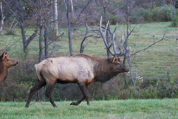 #556 Bull Elk