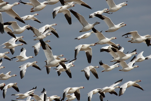 #575 - Flock of Snow Geese