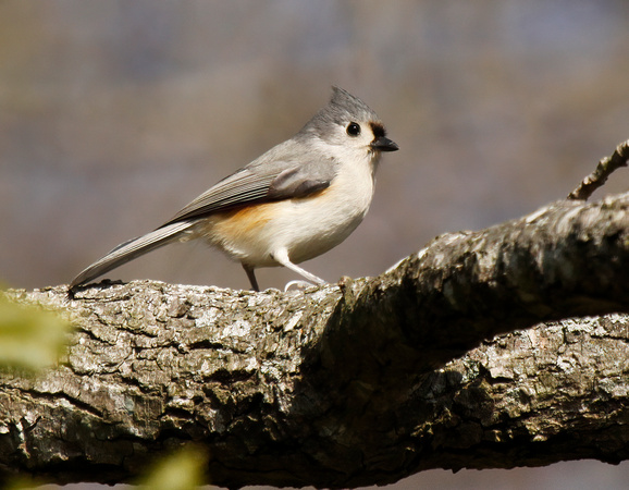 #688 Tufted Titmouse