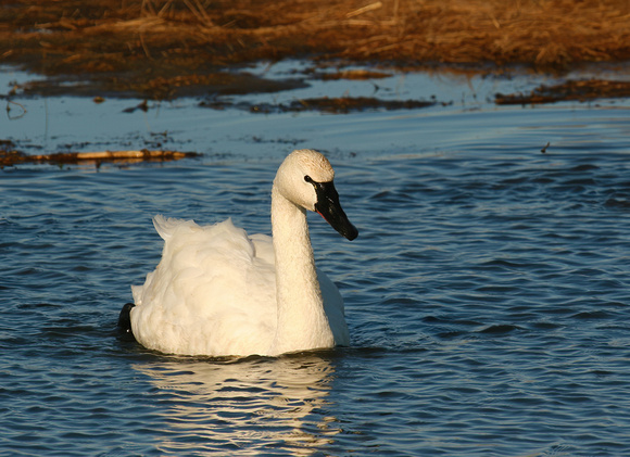 #690 Tundra Swan 4
