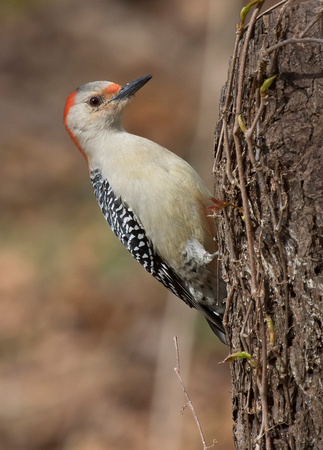 #700 Female Re-bellied Woodpecker