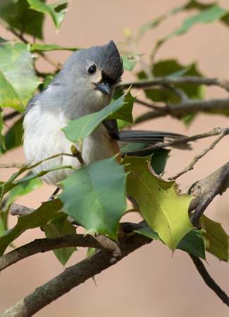 #701 - Tufted Titmouse