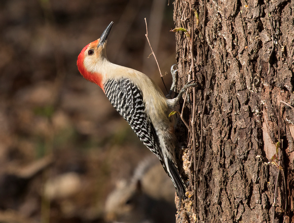 #698 Male Red-bellied Woodpecker