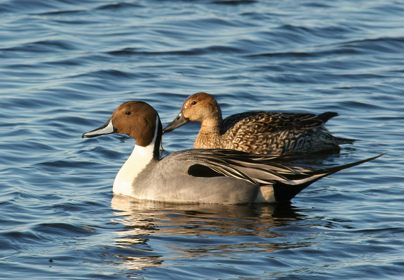 #720 Pintails 2