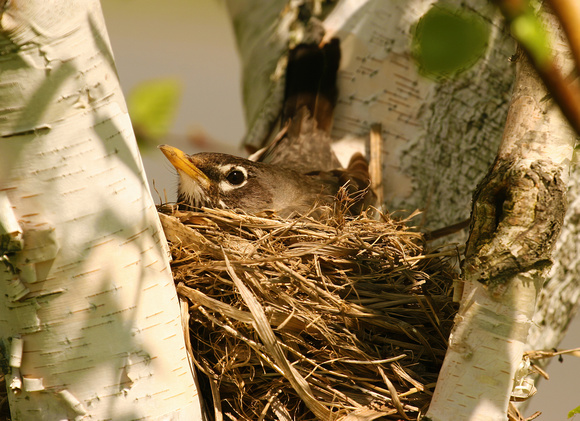 #733 Sitting on a Nest Egg