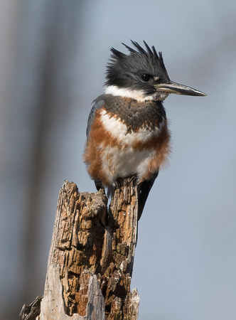 #812 - Female Belted Kingfisher