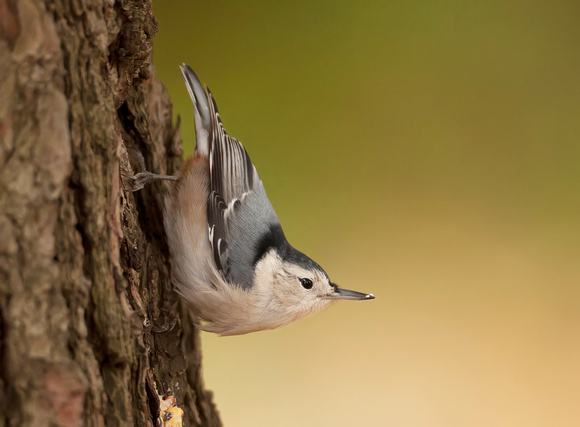 #818 - White-breasted Nuthatch