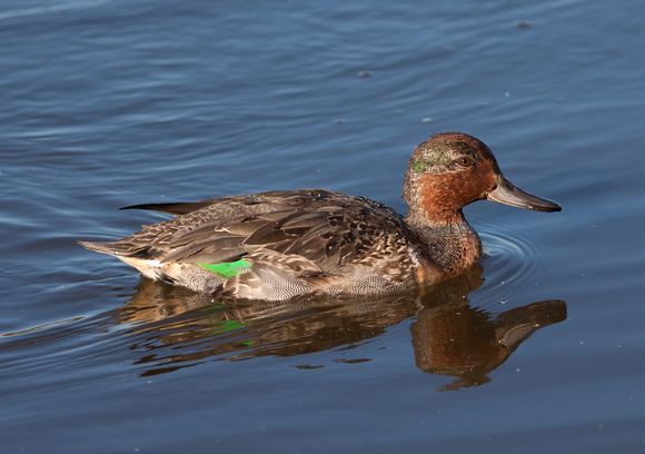 #831 - Green-winged Teal