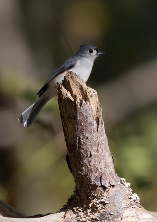 #837 - Tufted Titmouse