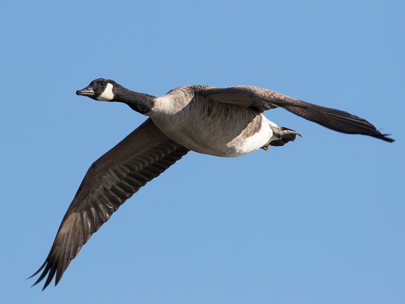#835 Canadian Goose