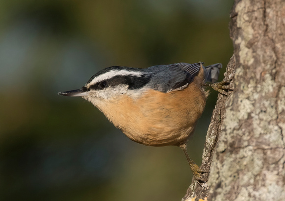 #872 - Red-breasted Nuthatch