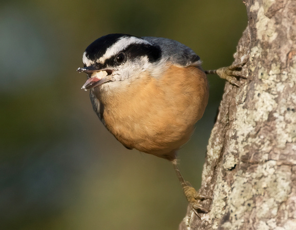 #873 - Red-breasted Nuthatch