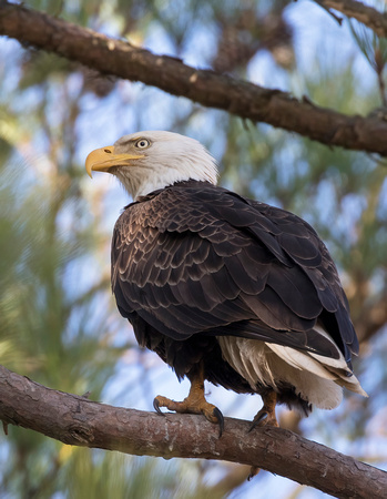 #869 - Bald Eagle