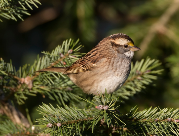 #875 - White-throated Sparrow