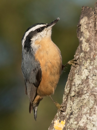 #874 - Red-breasted Nuthatch