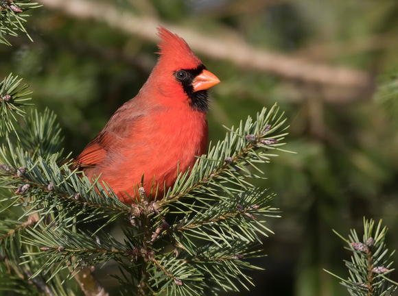 #879 - Northern Cardinal
