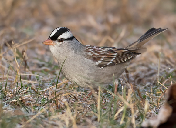 #887 - White-crowned Sparrow