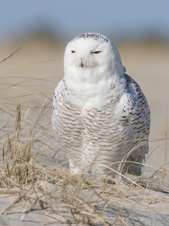 #906 - Snowy Owl