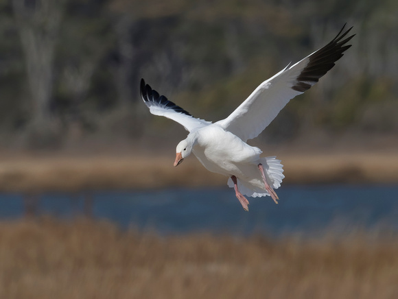 #917 - Snow Goose on Approach