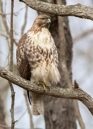 #923 - Red-tailed Hawk