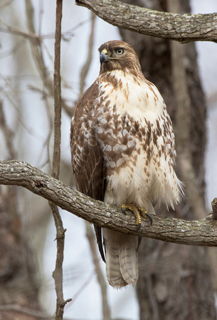 #924 - Red-tailed Hawk