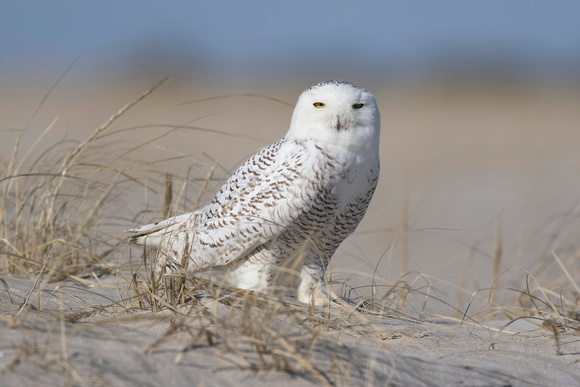 #907 - Snowy Owl