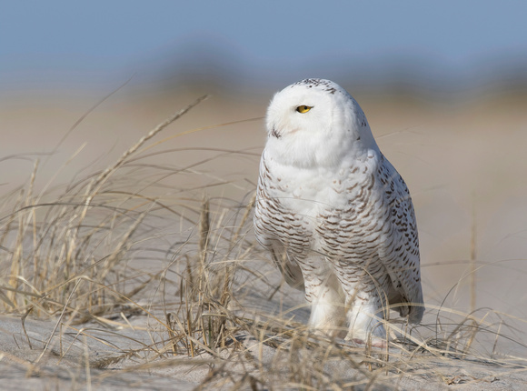 #908 - Snowy Owl