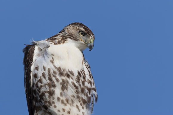 #960 - Red-tailed Hawk